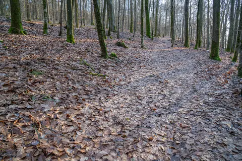 Ruhiger Waldabschnitt