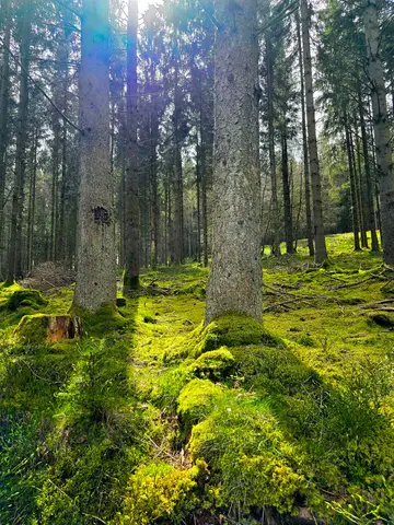 Auf dem Weg zu den Narzissenwiesen