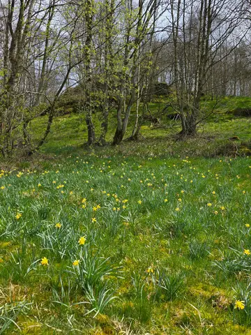 Erste Narzissenwiese