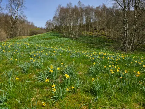Im Perlenbachtal