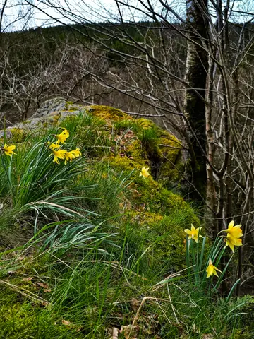 Narzissen am Bieleyfelsen
