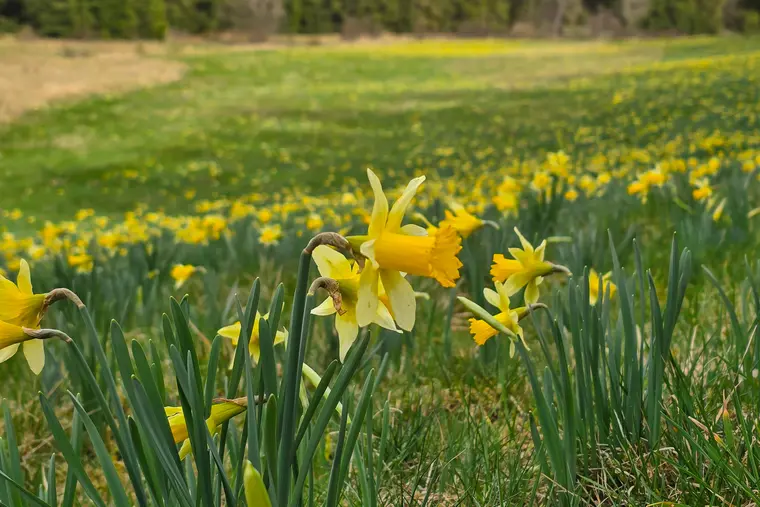 Narzissenwiesen im Perlenbachtal