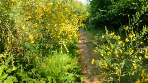 Trail mit dichtem Ginster