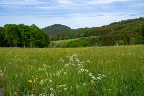 Blick auf den Nerother Kopf