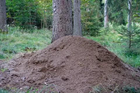 Einer von mehreren Ameisenhügeln