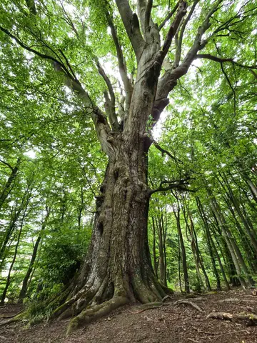 Alte Buche mitten im Wald