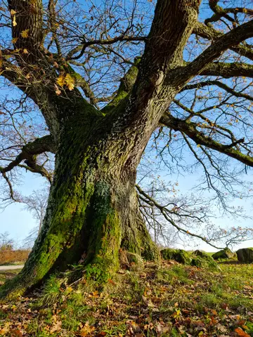 "Siegeseiche" in Walsdorf