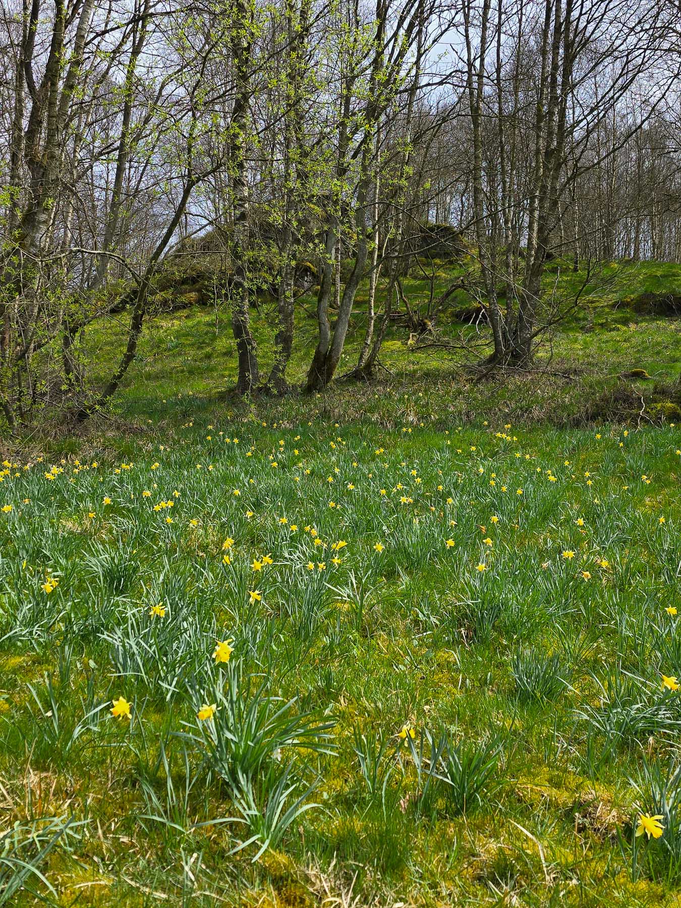 Erste Narzissenwiese