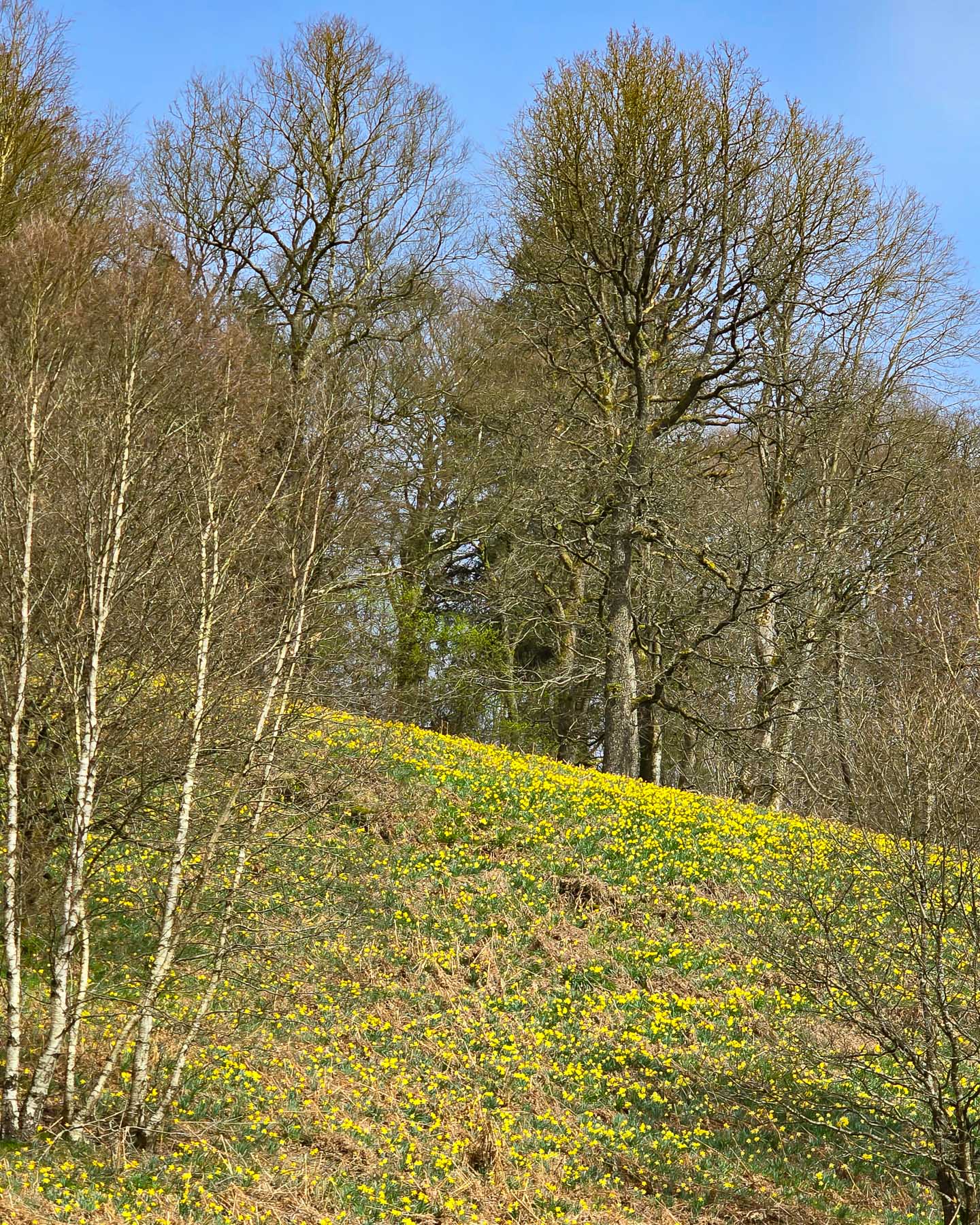 Narzissen unterhalb des Bieleyfelsens