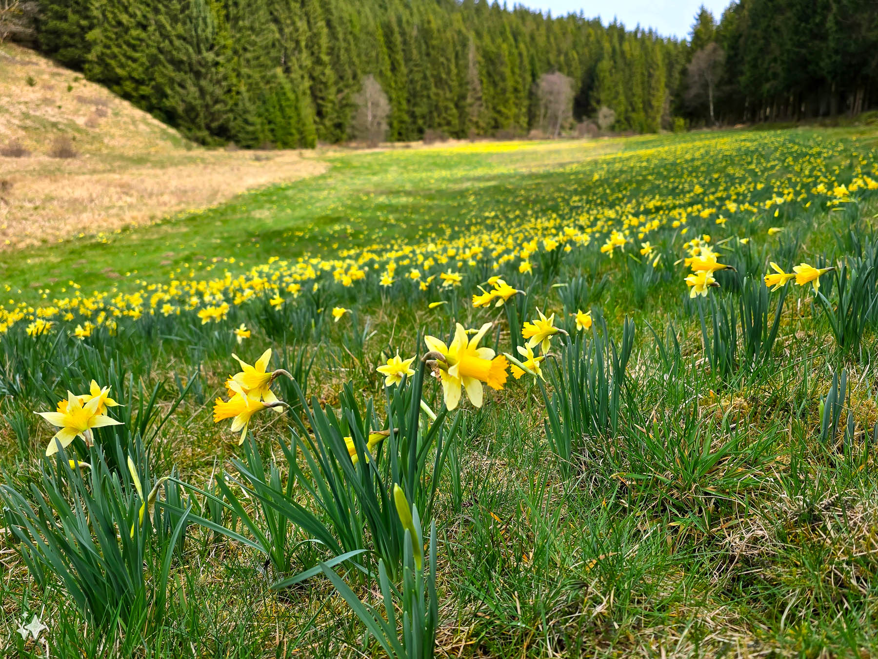 Narzissen im Krockesbachtal