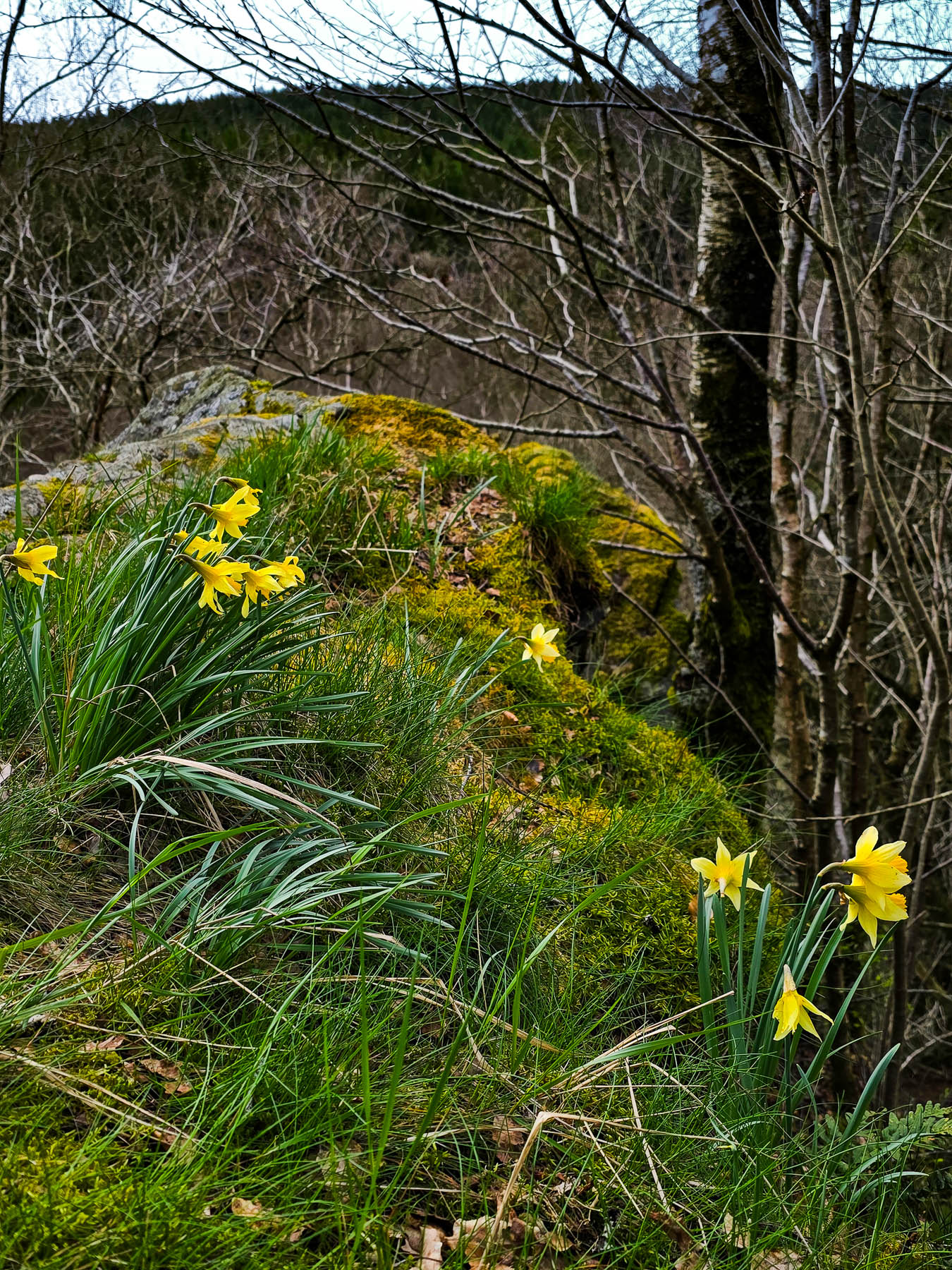 Narzissen am Bieleyfelsen